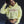 Capital Blackletters Cropped Hoodie, Light Yellow
